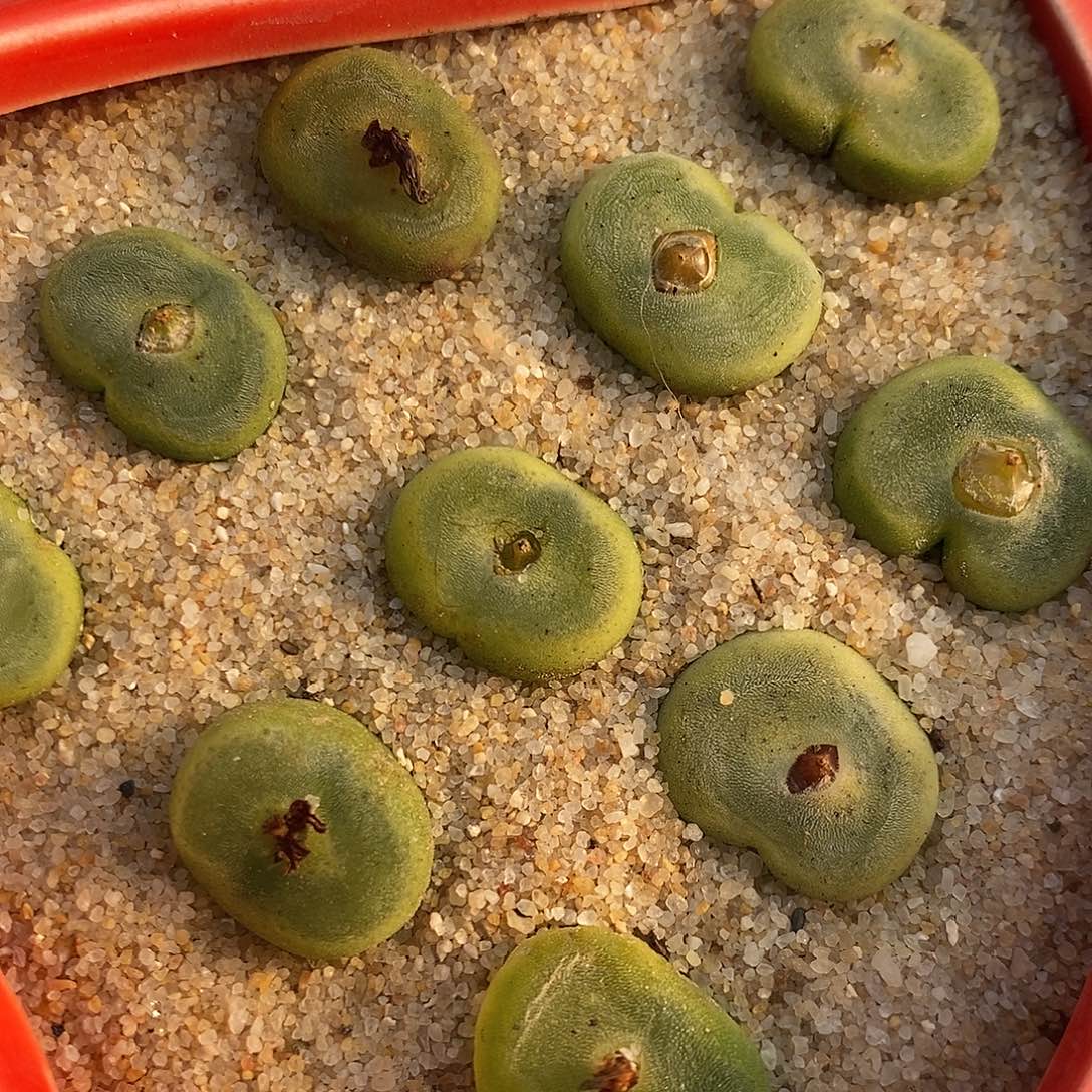 2731水晶鞋母本一组。 