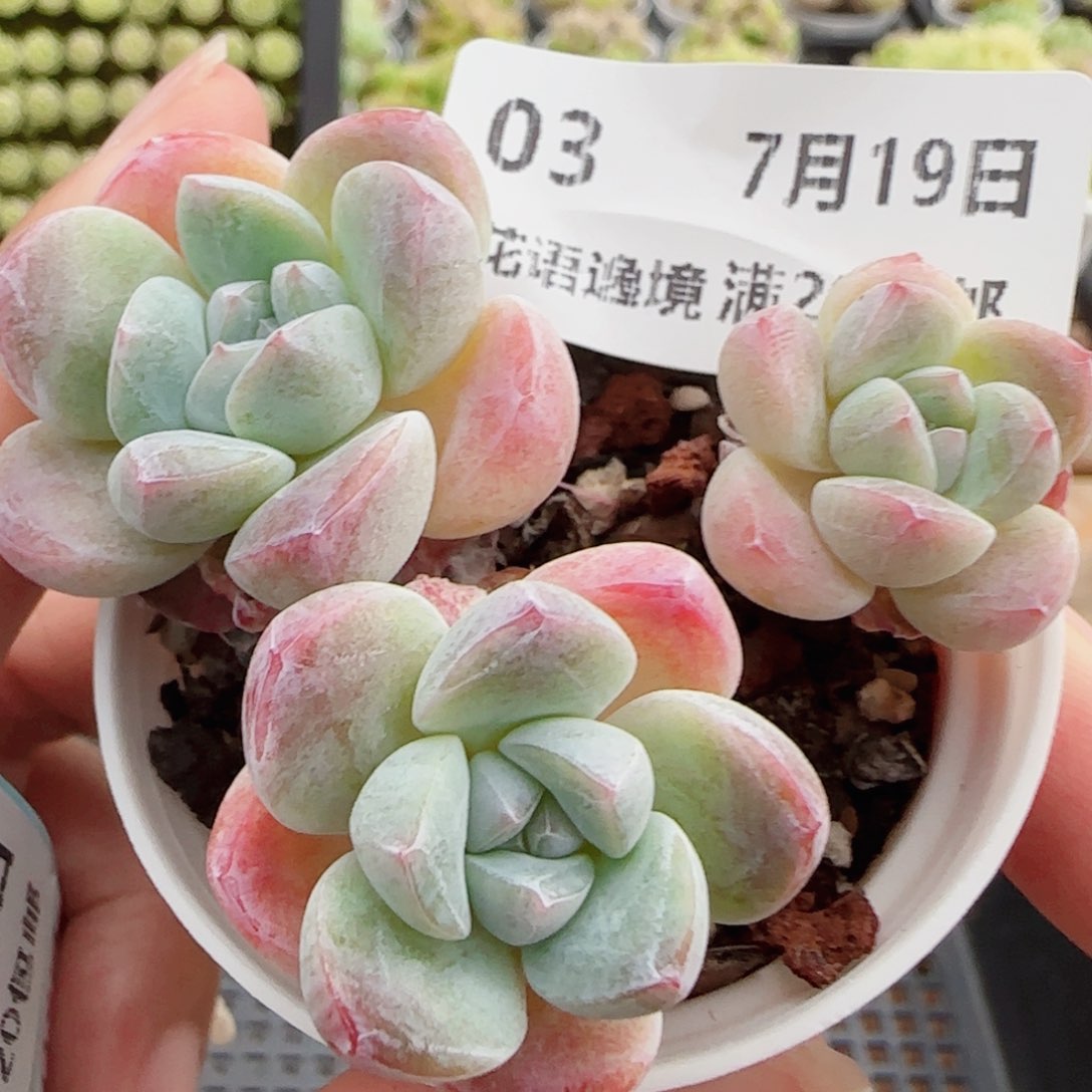 花语逸镜0719-03开播福利玉蝴蝶