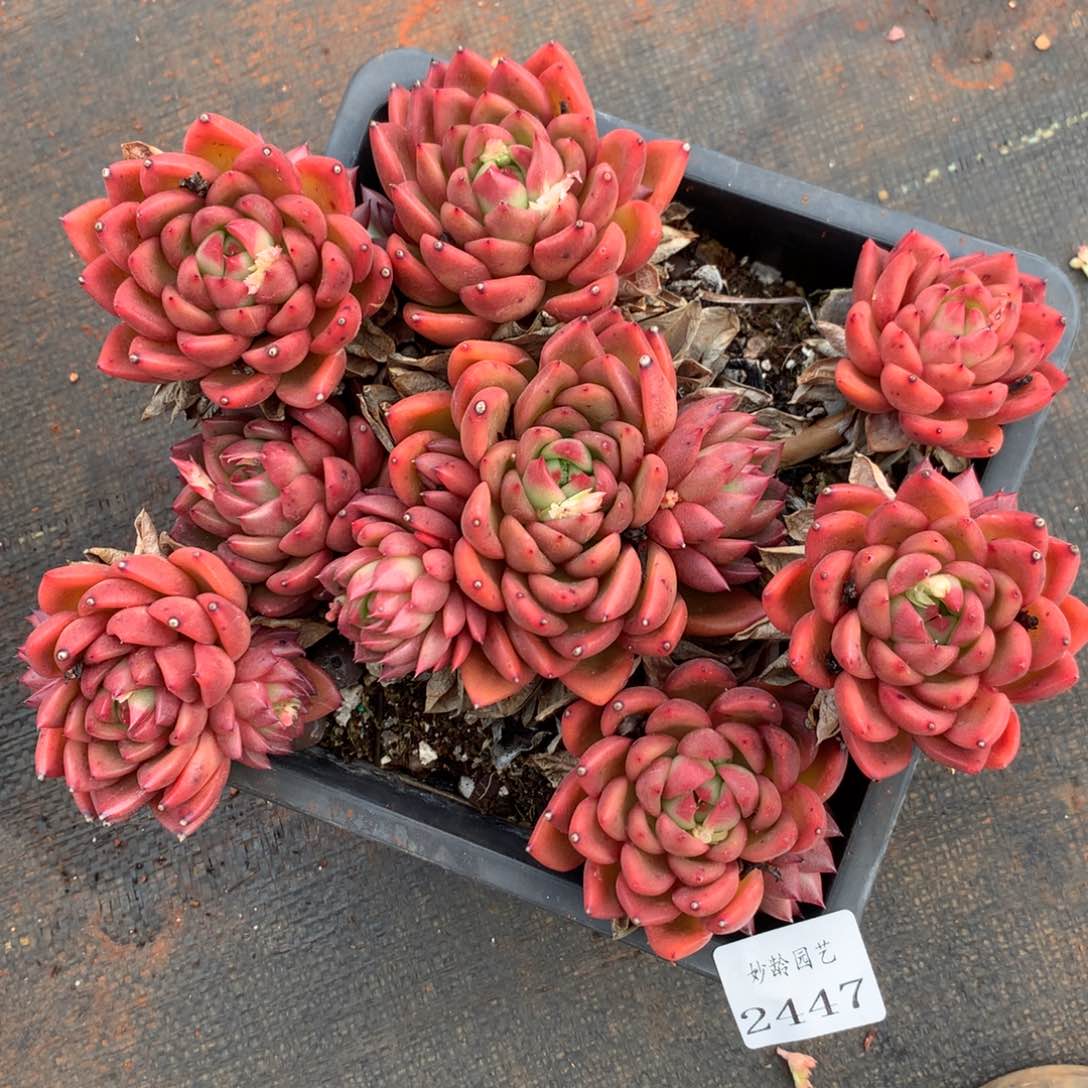 2447杂交精品基地19厘米