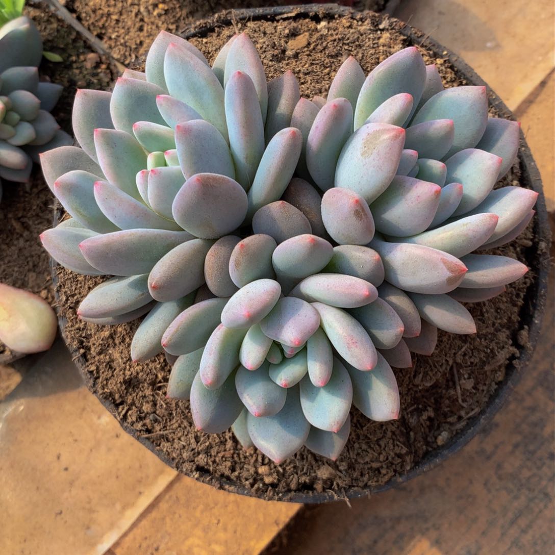 橙子所罗门多肉植物