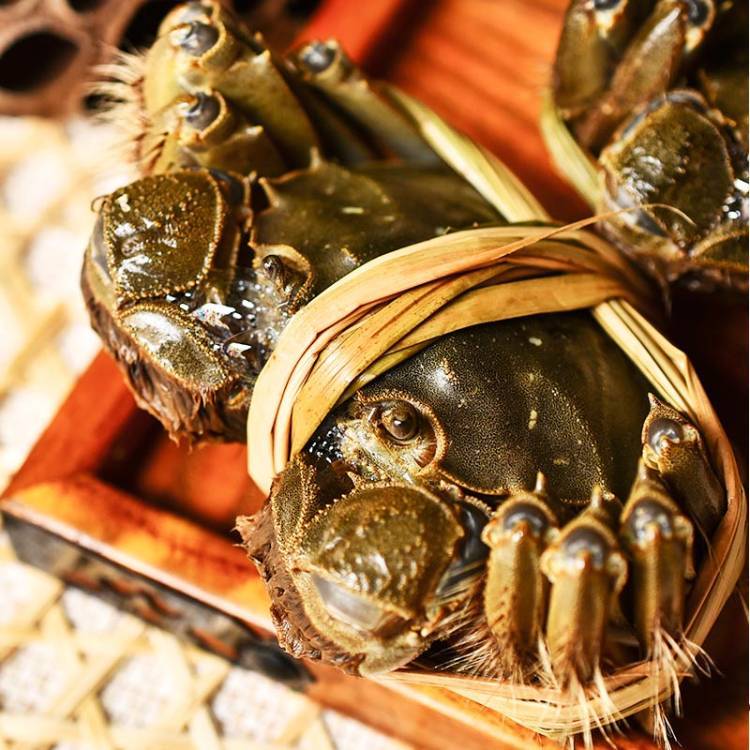 【活蟹】3.1-2.8两全母江苏挑膏大闸蟹8只10只礼盒装 顺丰京东冷链送货上门