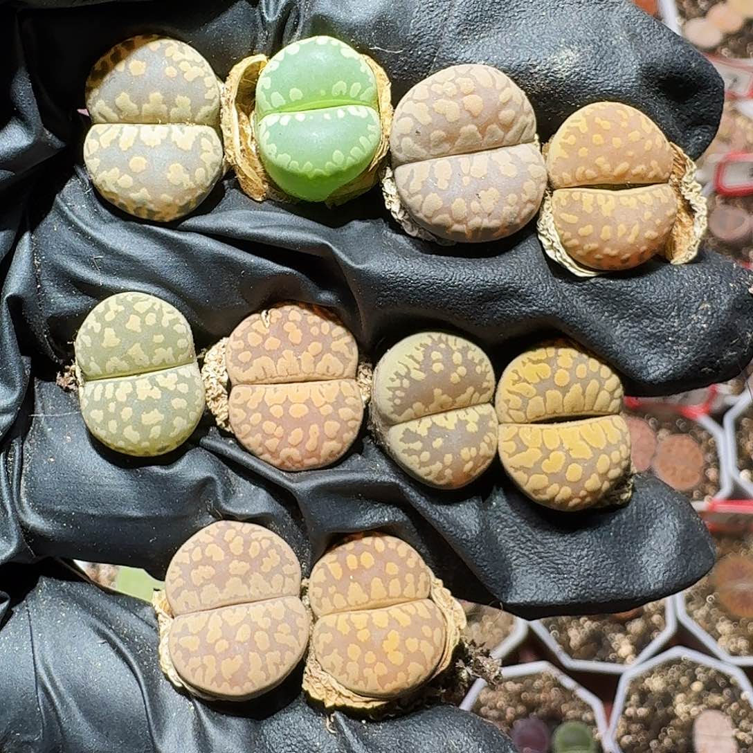 生石花223:：。  103