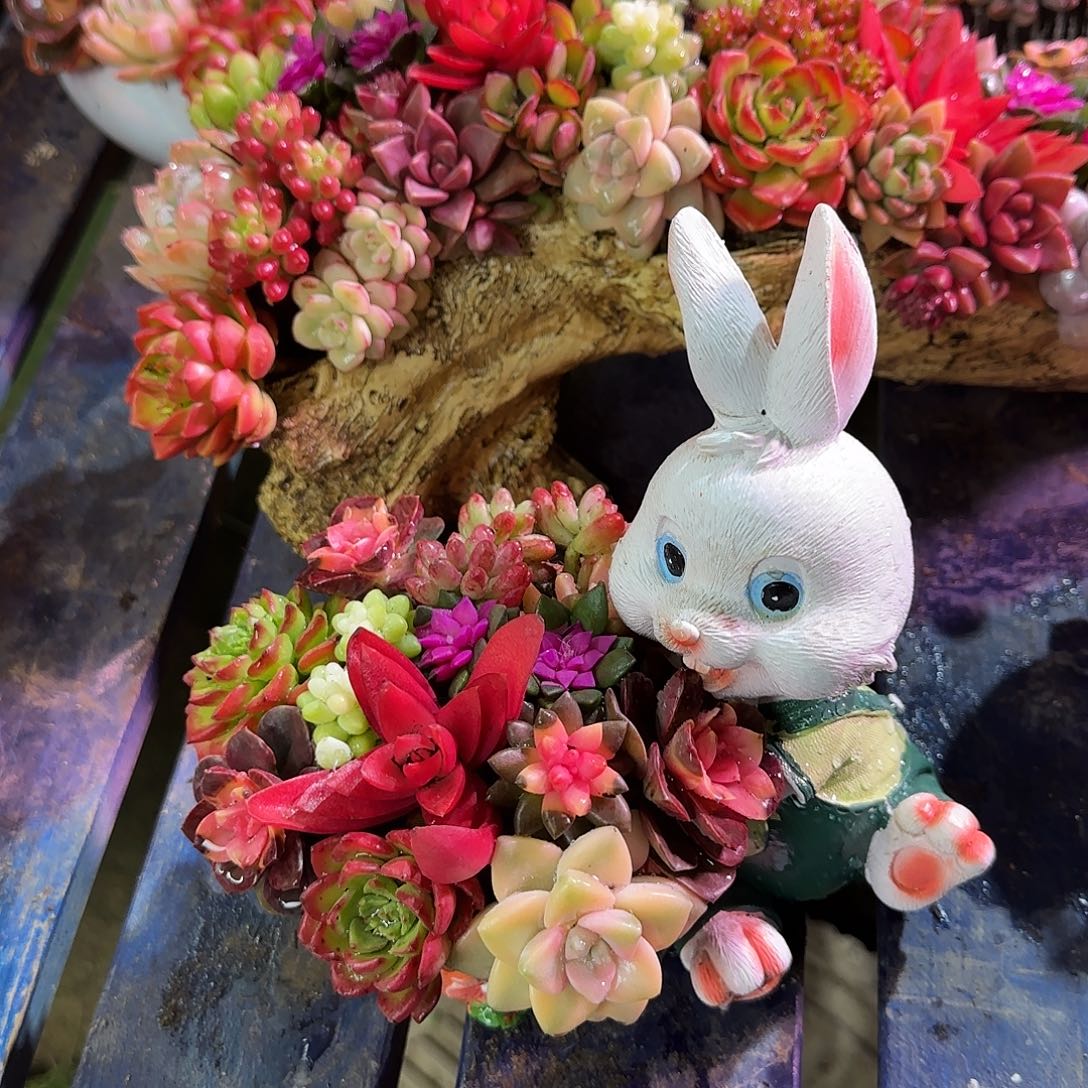 这个是小兔子的多肉