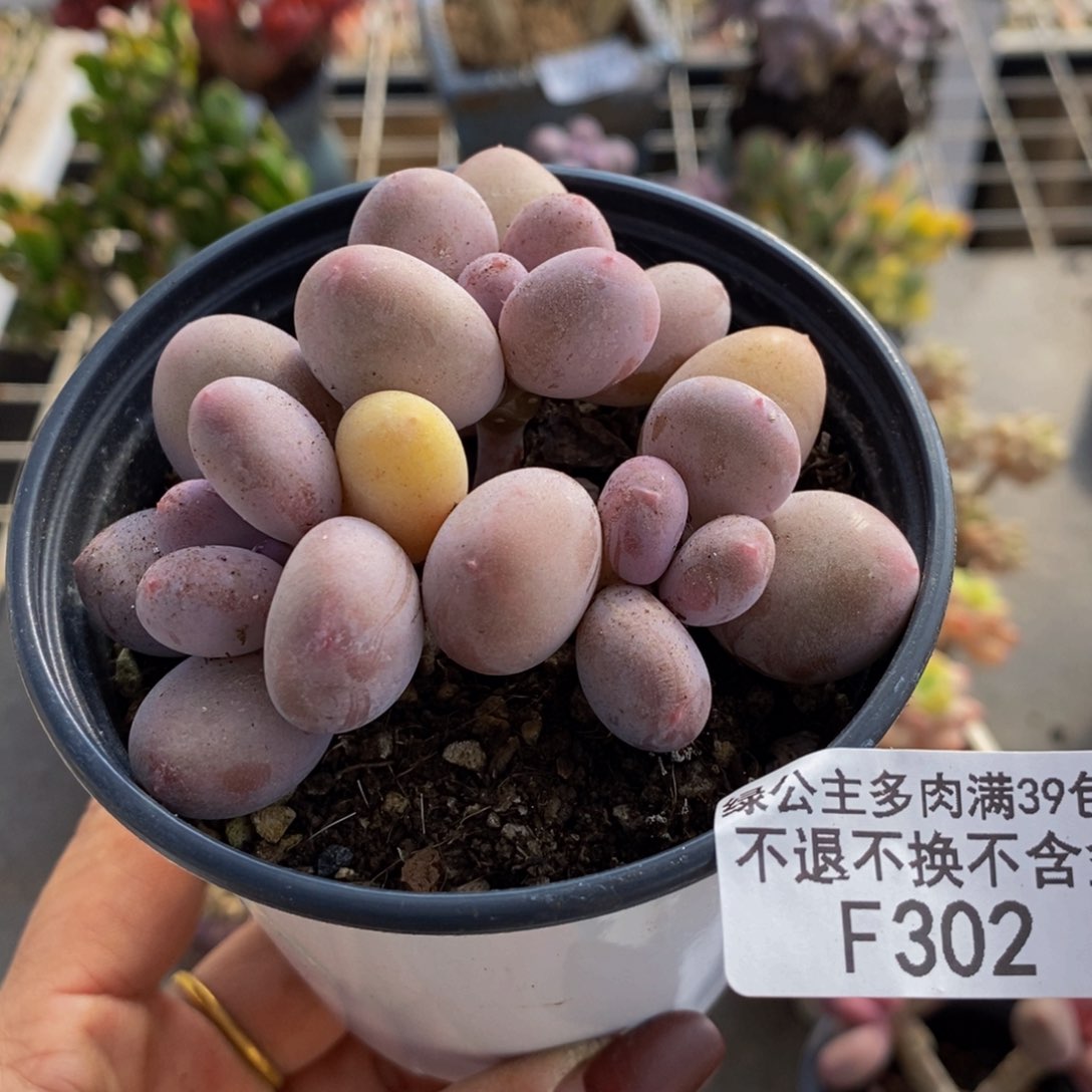 蛋黄奶酪302/8c m