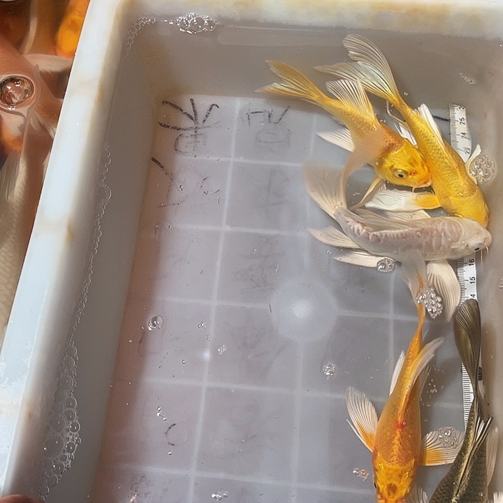 蝴蝶鲤鱼渔场直发66