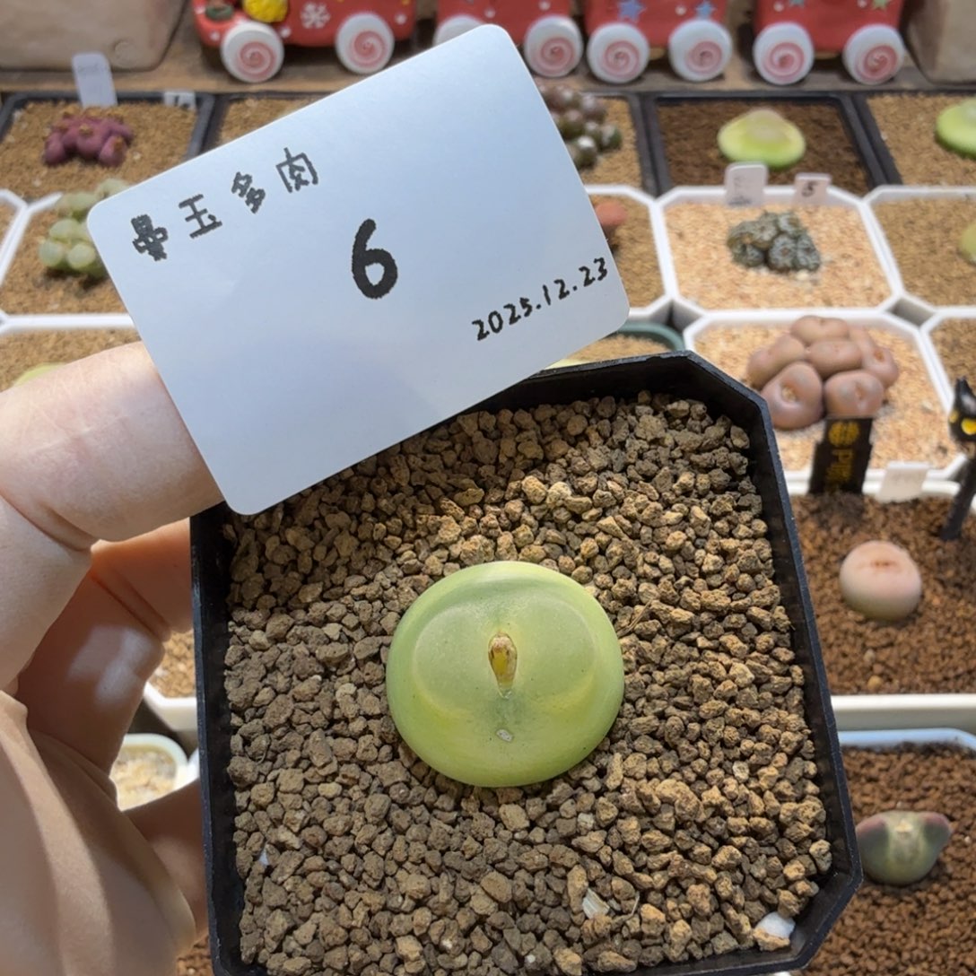 多肉多肉多肉12.23-006 拉登2.1cm
