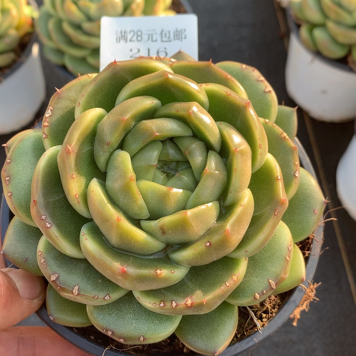 【闪购商品】云216号皮艾拉珍妮10厘米