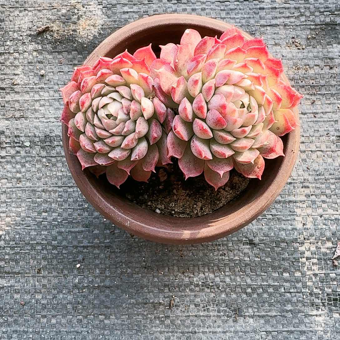 【满20包邮】零下拍保温箱