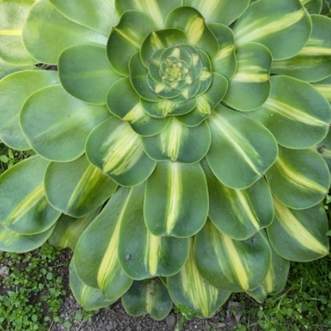 一**你178暴君满25包邮多肉