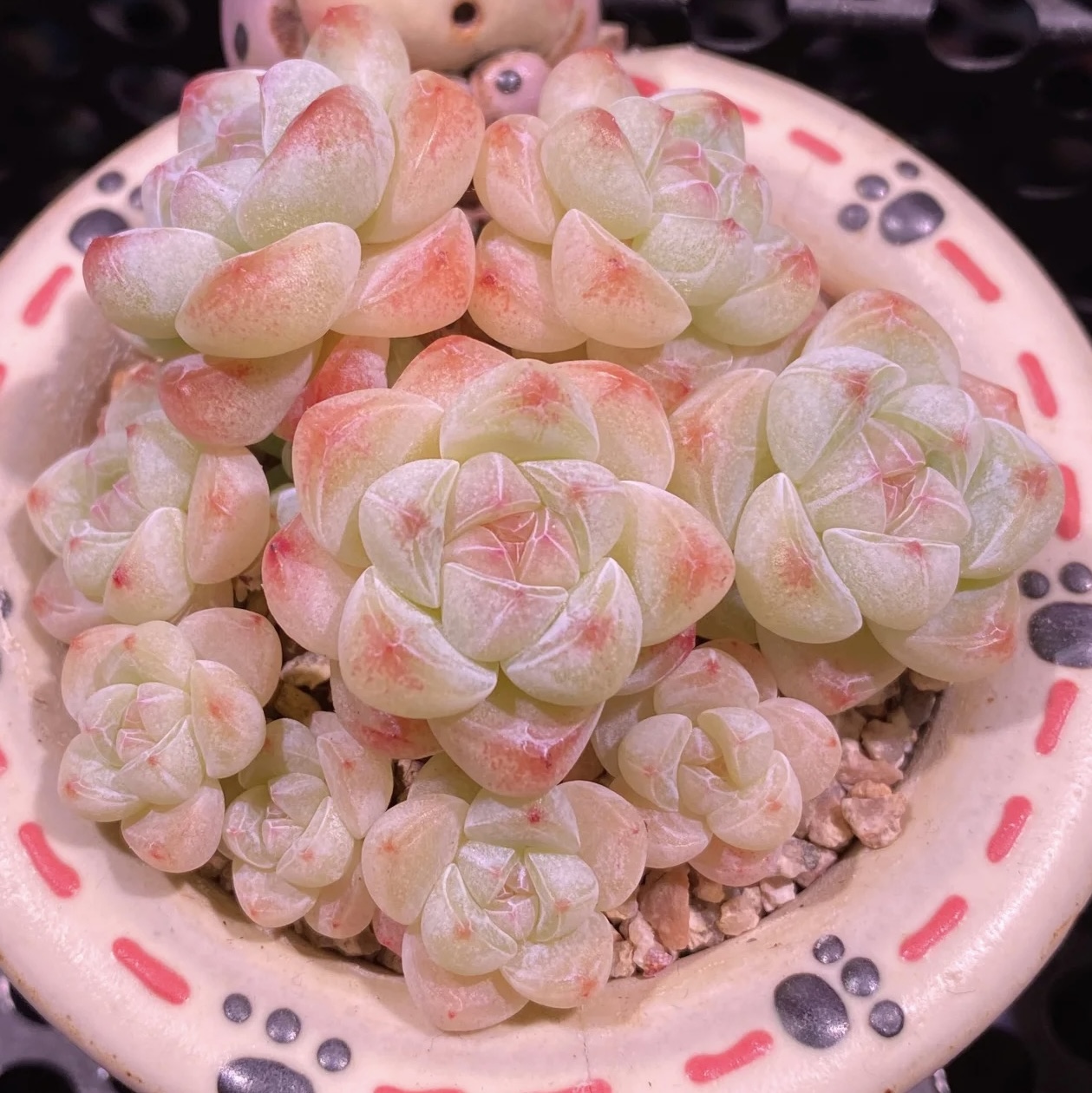 冰玉单品种100颗不包售后尺寸小介意勿拍