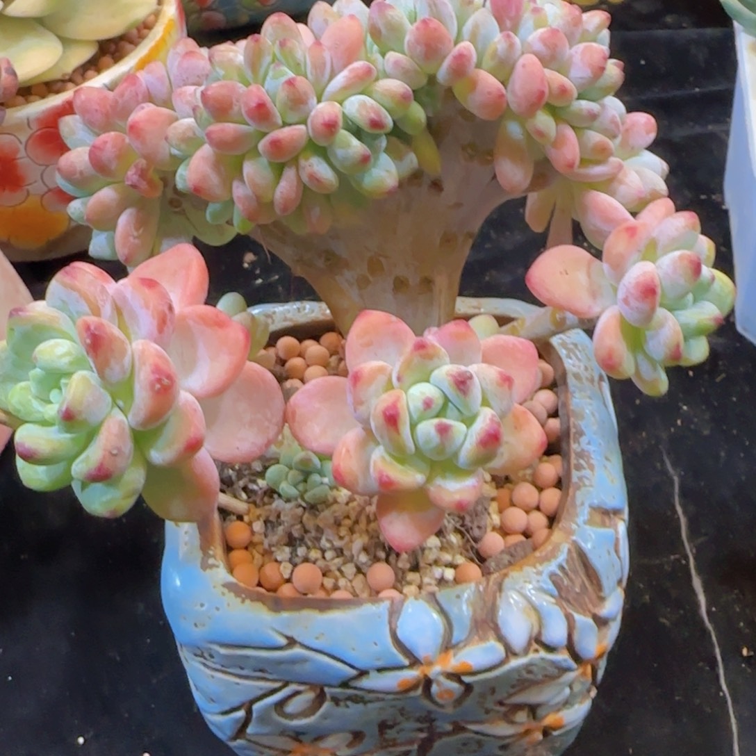 韩版劳尔小树一颗一颗