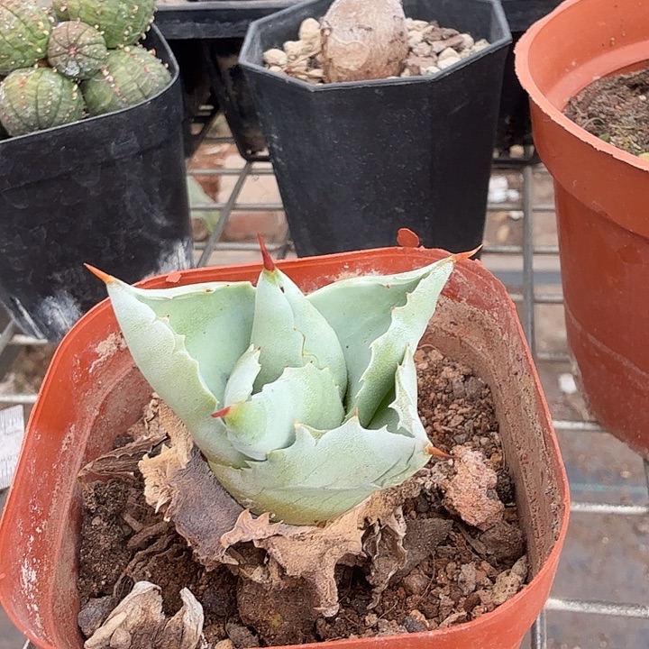 雷神单头龙4仙人球