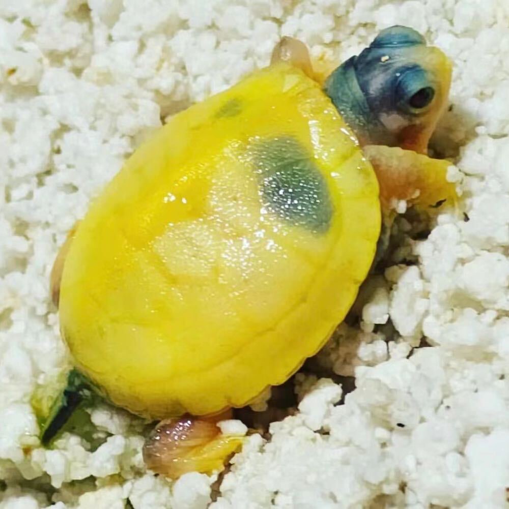 活体观赏宠物龟适合养殖下单链接