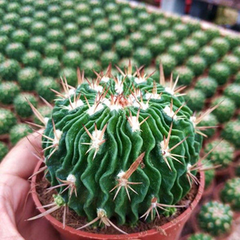 多棱玉千波万波仙人球稀有品种开花盆栽室内防辐射绿植花开半夏