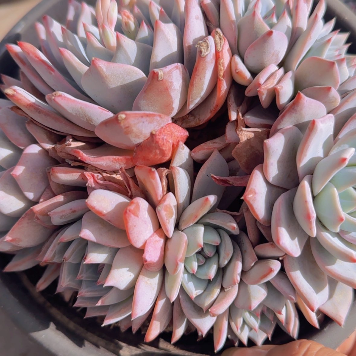 【闪购商品】大群粉蓝鸟