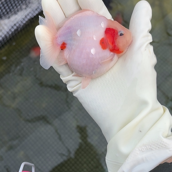 金鱼金鱼551889999998009