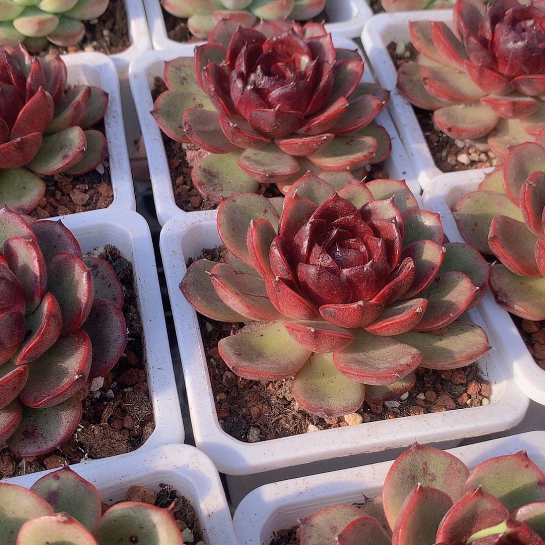 玫瑰雪特etyuiio66788