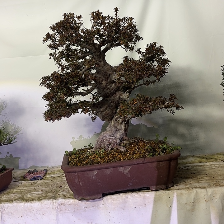 F***歌完全开放1222555555