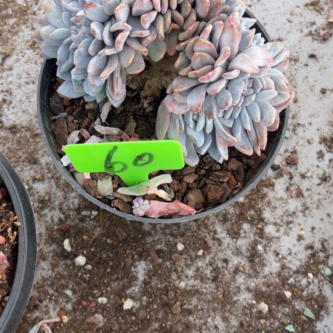 60号星影缀化多头