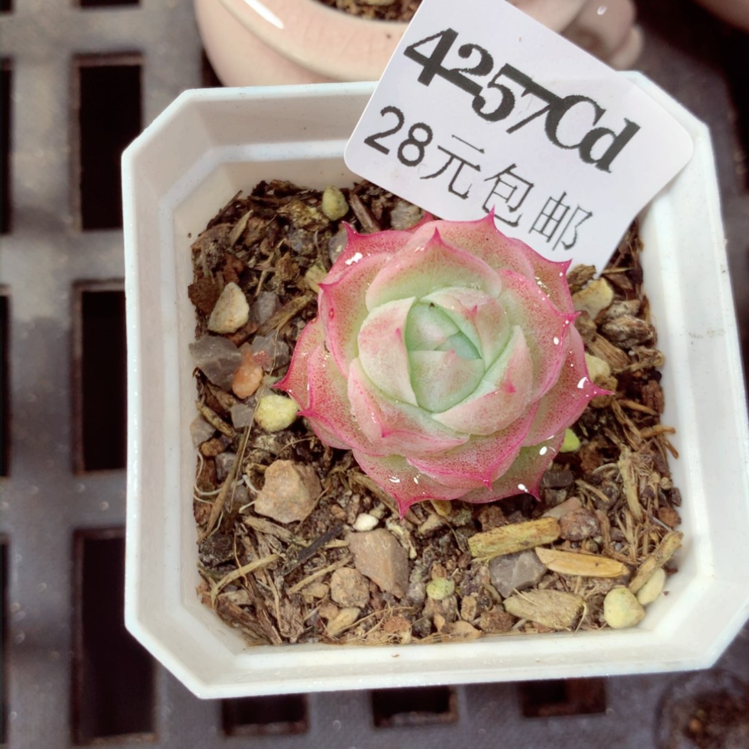 5厘米盆精控多肉4257