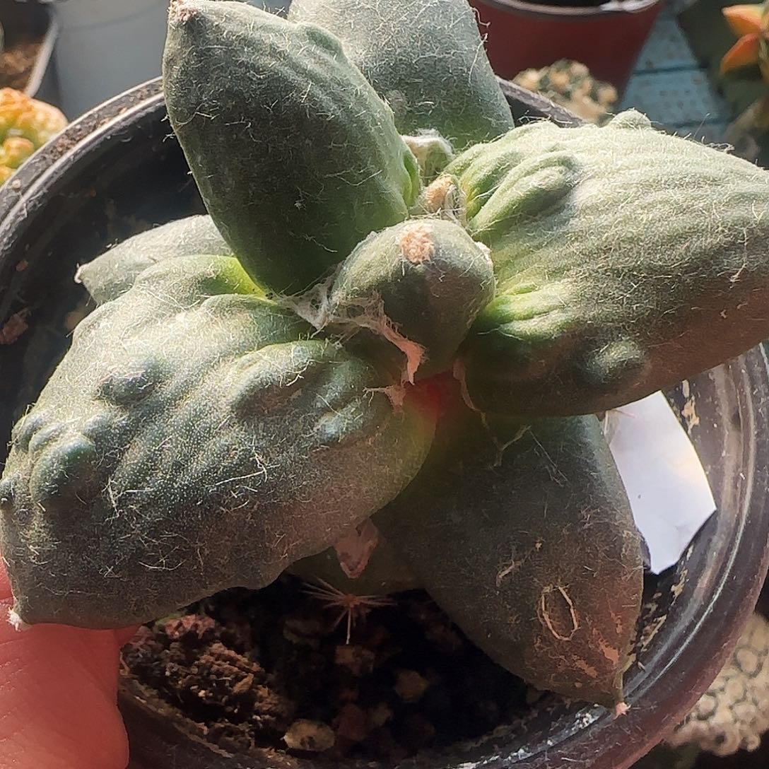 大型瘤尤怒涛牡丹984