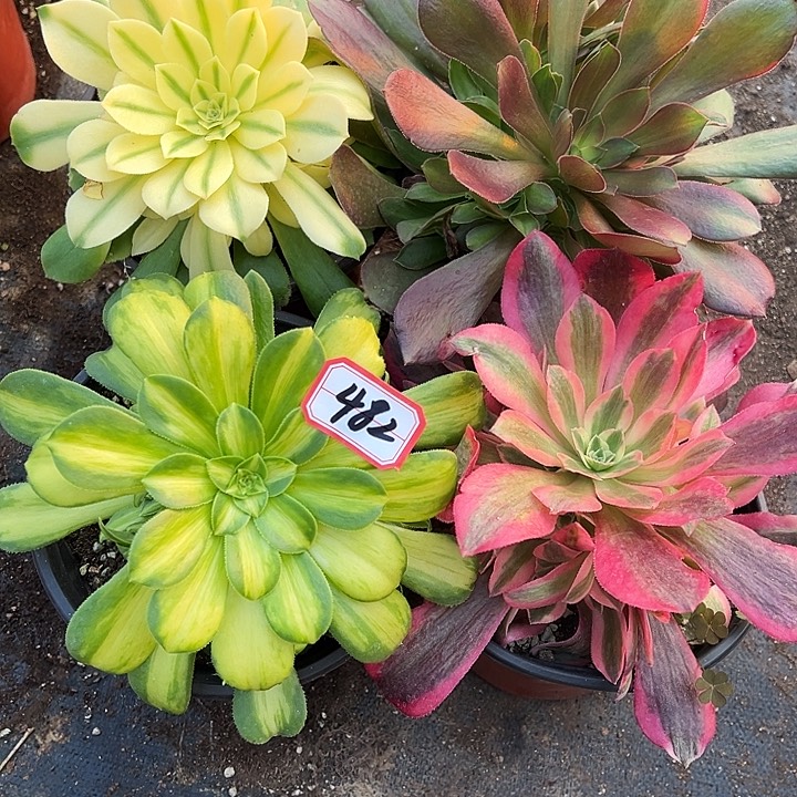 多肉植物482不售后