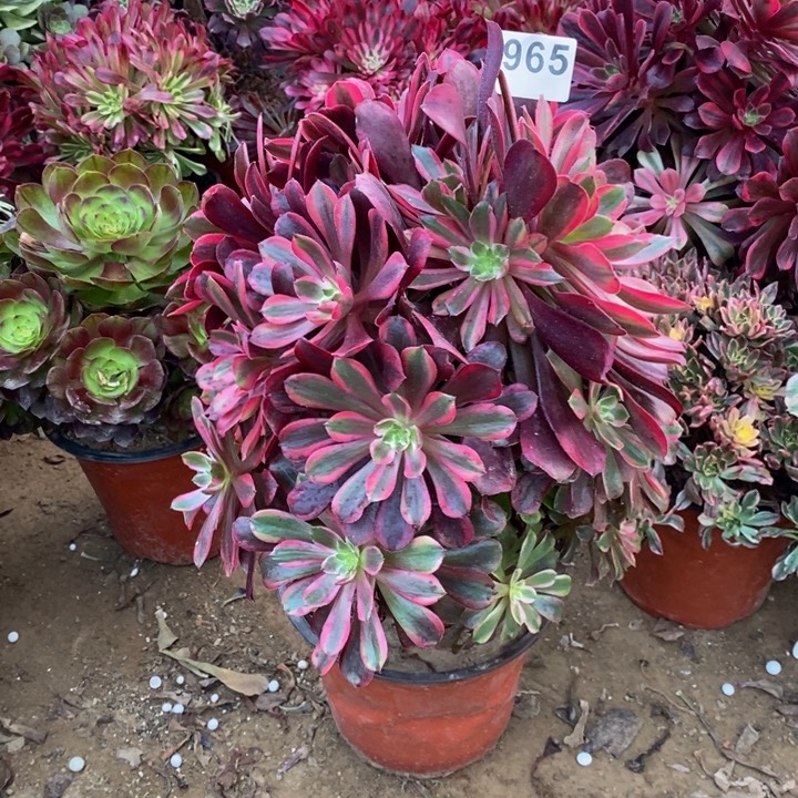 965蒙娜丽莎大手捧不太正多肉