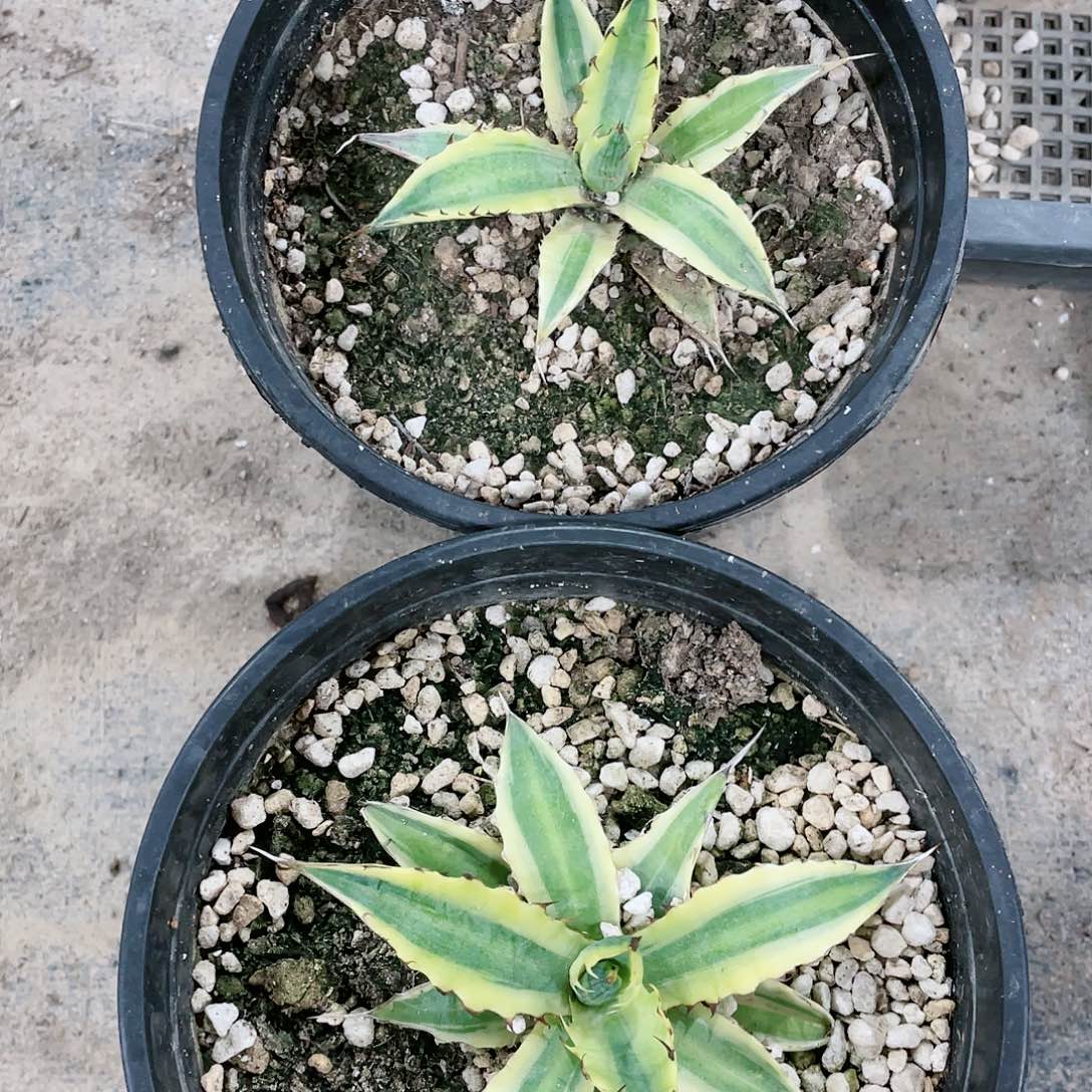 格其蓝天锦9公分左右包邮