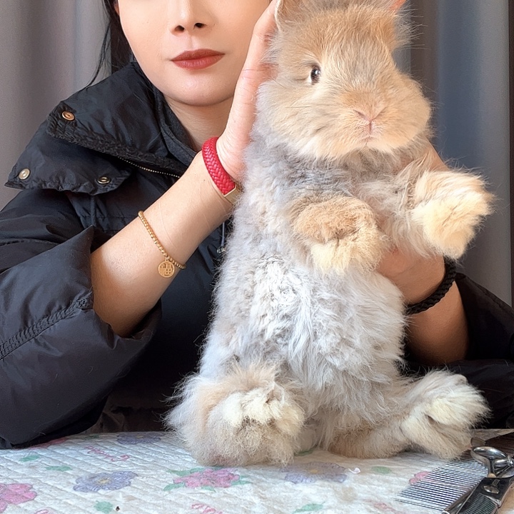 网红安哥拉兔山猫色弟弟福利50