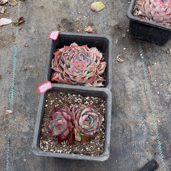 沁***麻惊鸿双头1️⃣颗侧影