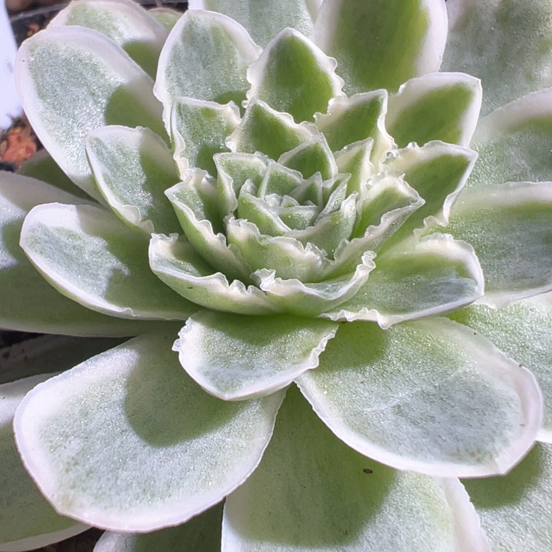 秋夕684山地玫瑰多肉