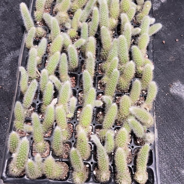 九尾狐砍头小苗断尾无售后30颗