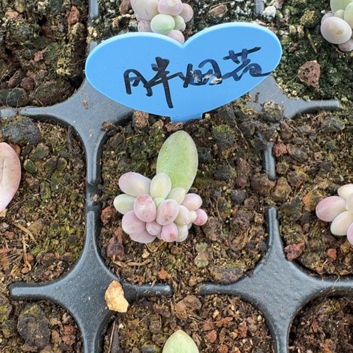 胖yanhua 叶插 多头 一物一拍