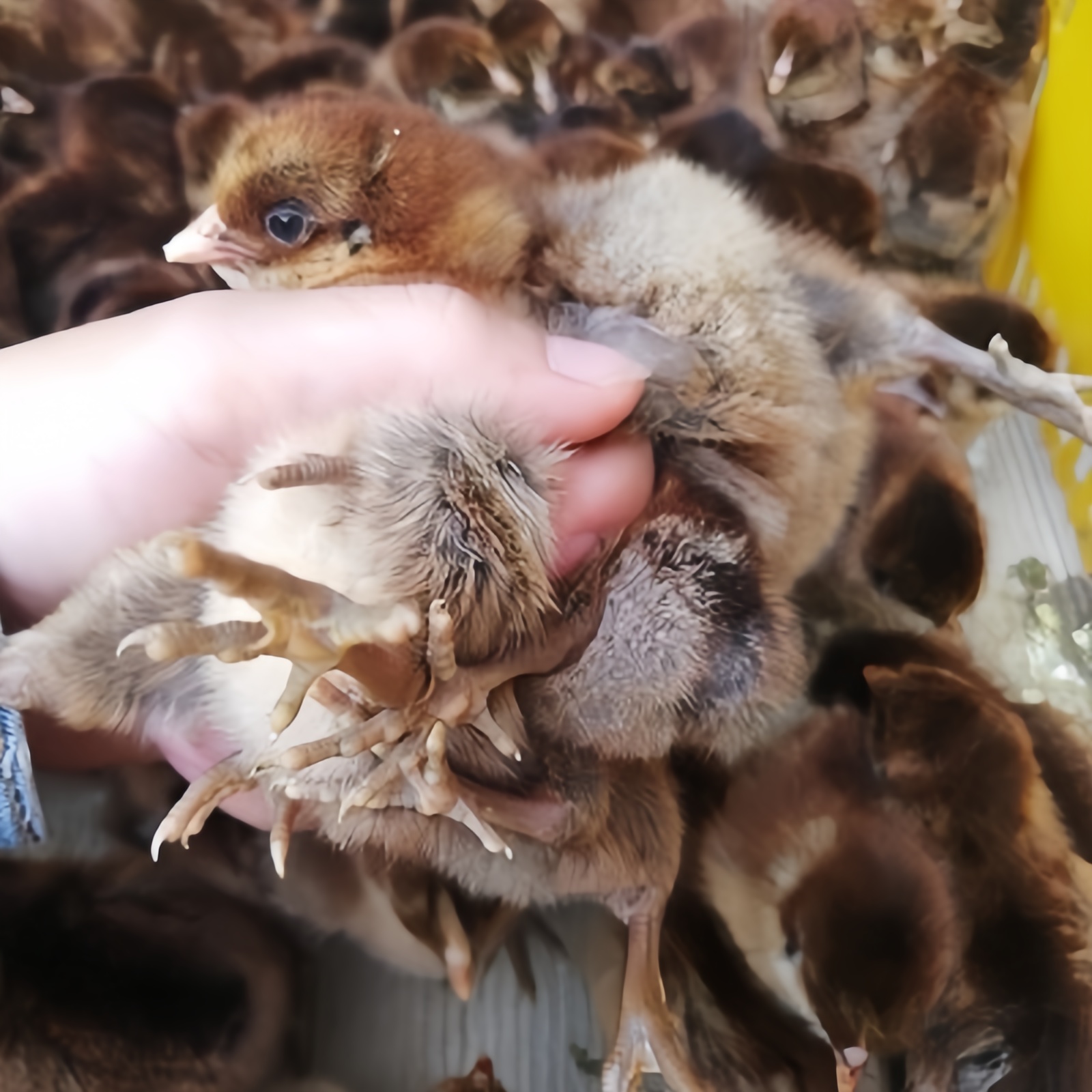 宠物鸡元宝鸡青脚麻鸡体态圆润鸡观赏鸡