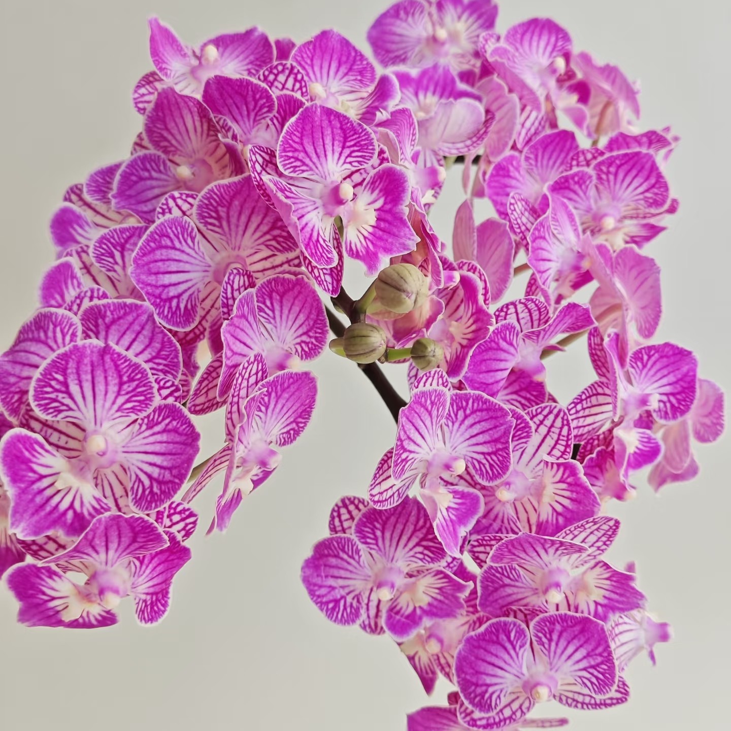 蝴蝶兰—  绚丽(任意两颗包邮只拍一颗发苗)