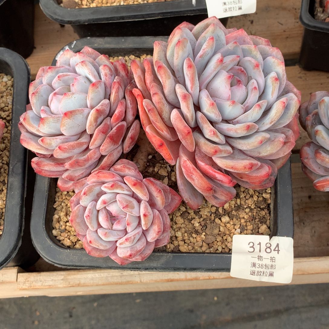 18.5厘米三头有砍橙梦露3184