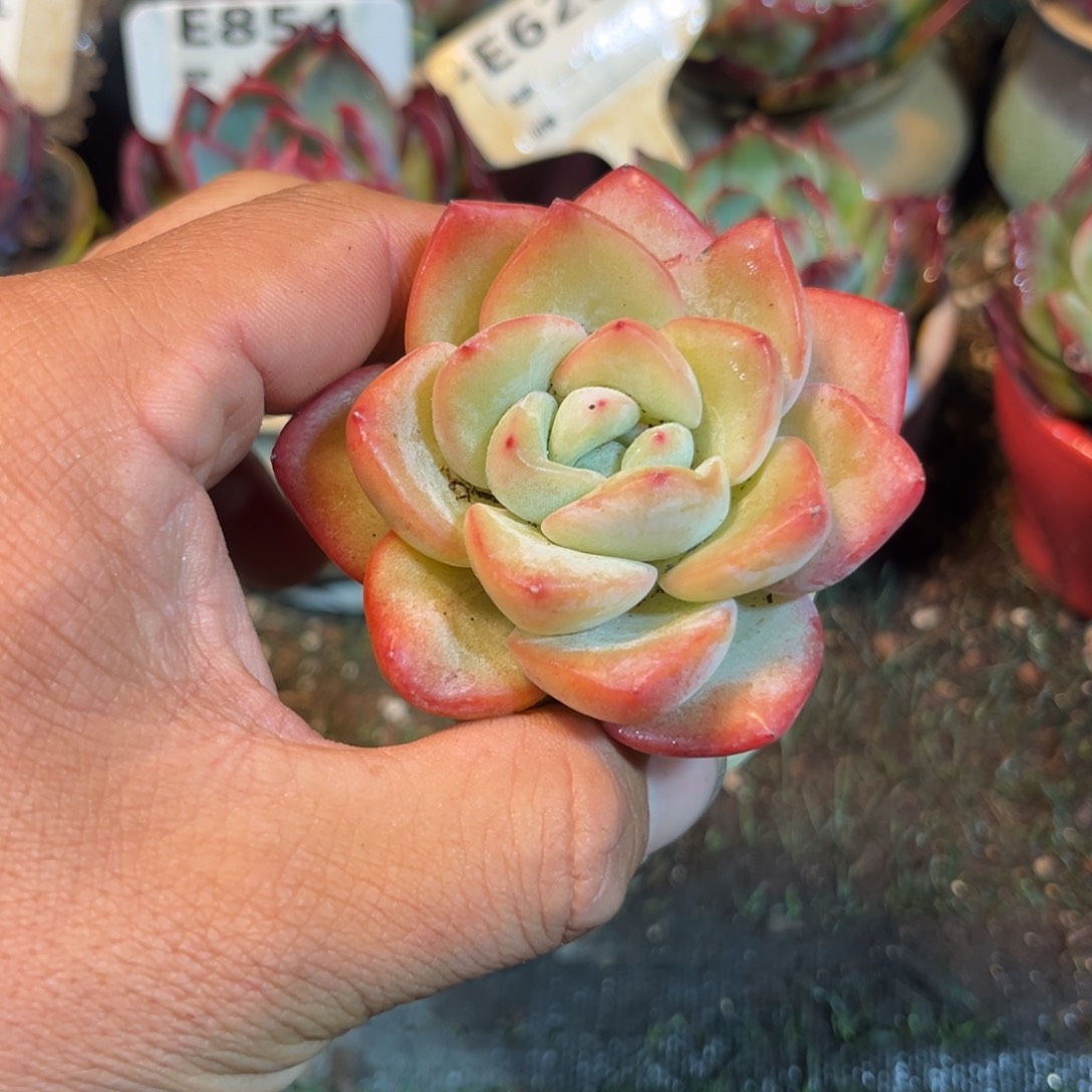 奶油泡芙多肉植物