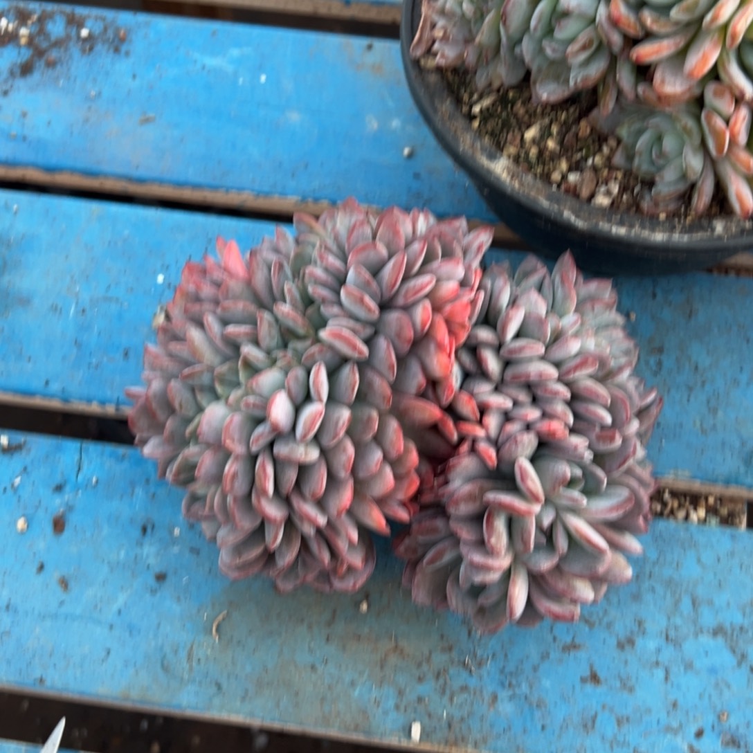 蓝***蓝缀化呀呀呀呀呀呀呀呀开孔