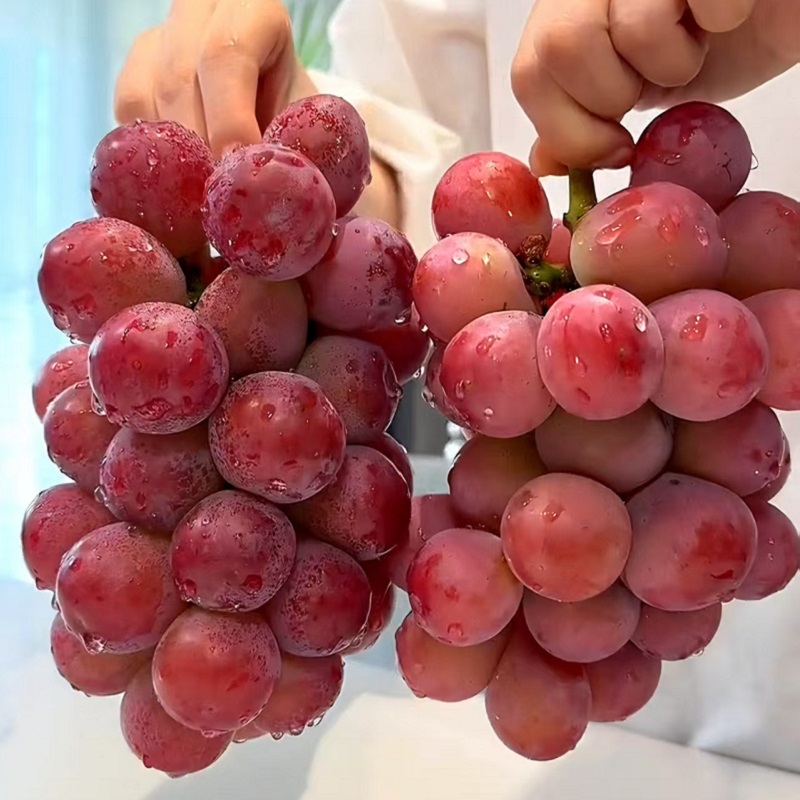 妮娜皇后葡萄大凉山新鲜水果整串顺丰包邮无籽提子500g1500g2000g