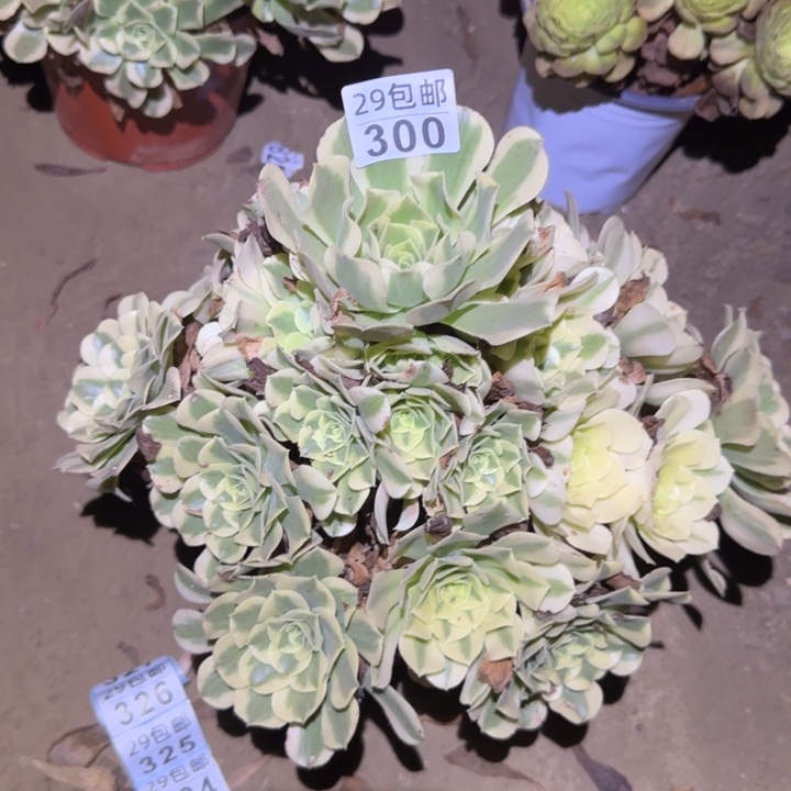 绿豆沙！不包断枝……多肉植物