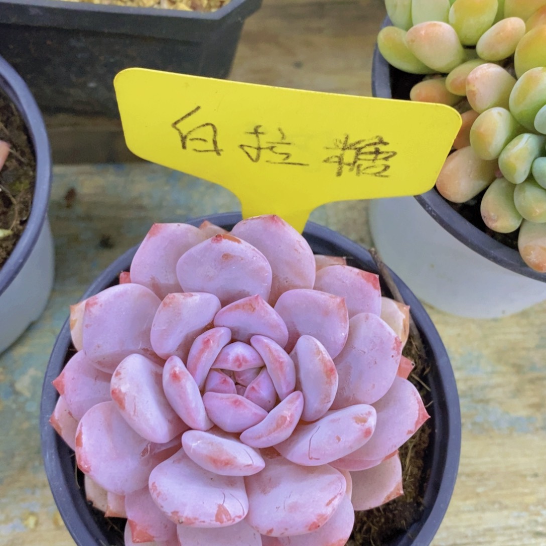 多肉植物，一物一拍，3单包邮
