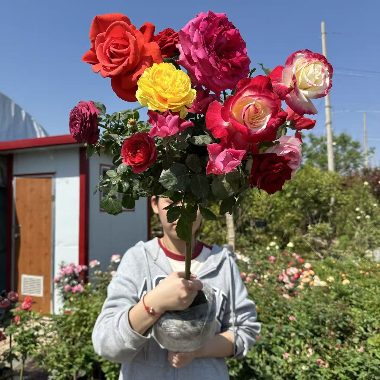 嫁接多品种棒棒糖月季苗大花月季