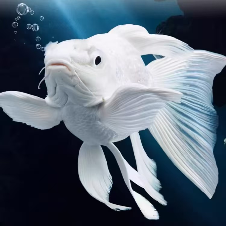 ------渔场改价链接蝴蝶鲤鱼自家渔蝴蝶鲤观赏鱼