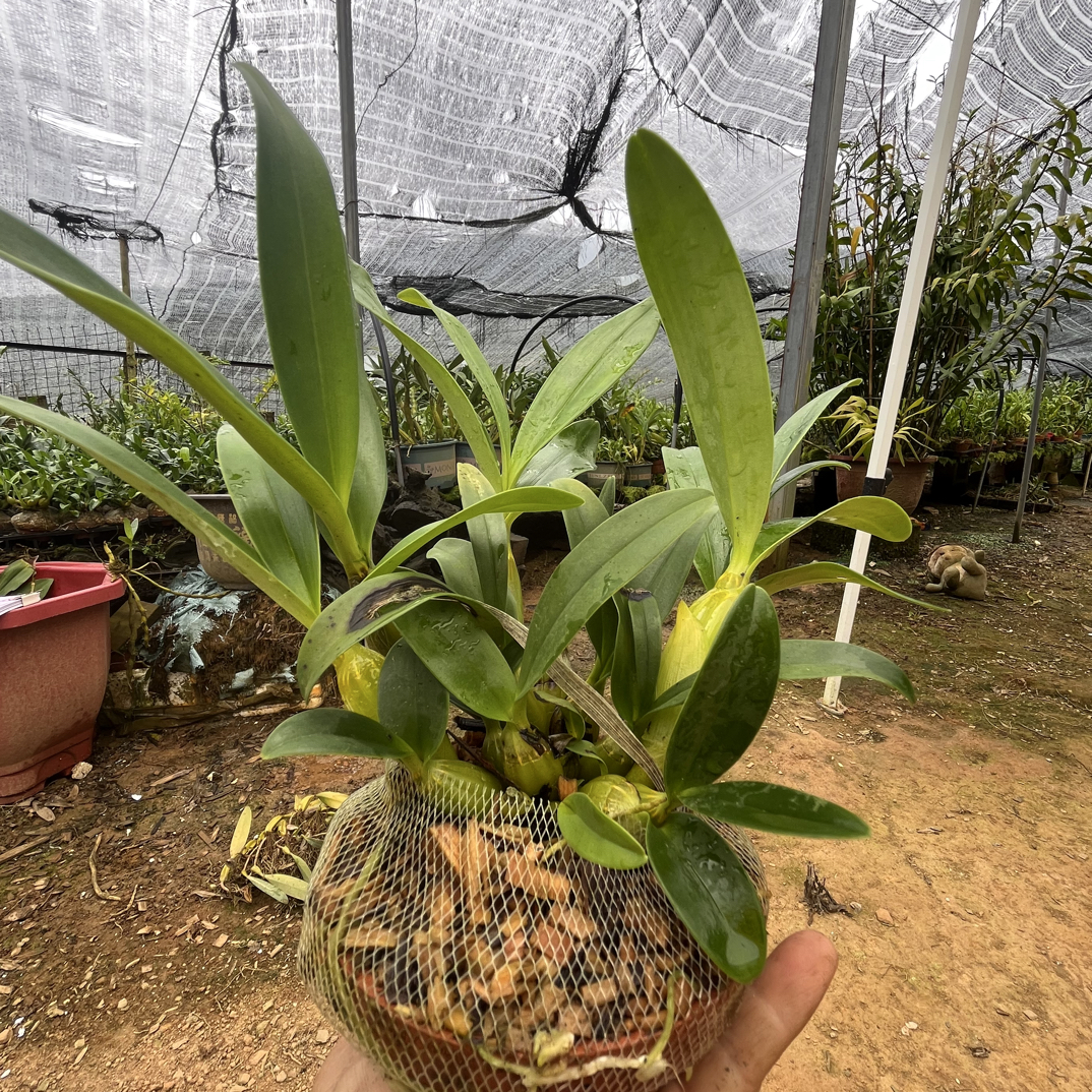栗斑鼓槌盆栽3-5开花