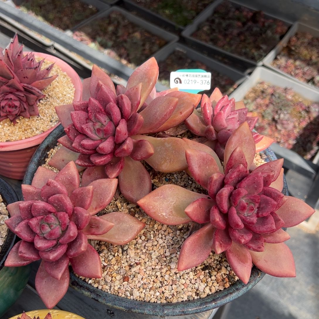 从前慢多肉精选编号0219.376