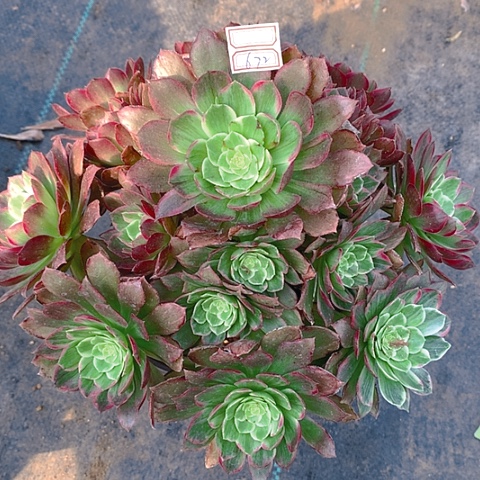 672莲花多肉植物