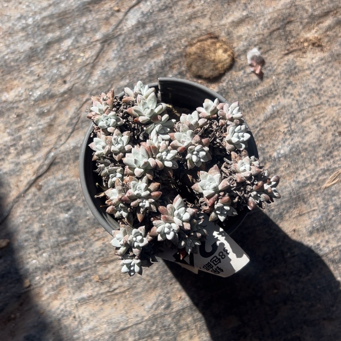 可可爱爱格诺玛～一物一拍1597