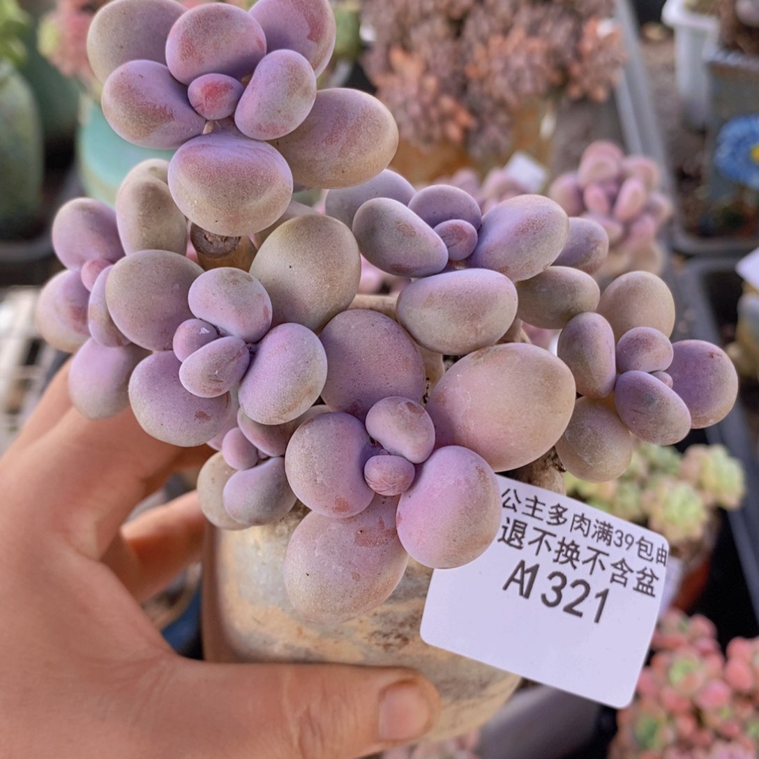 糖果老桩有砍8cm321多肉植物