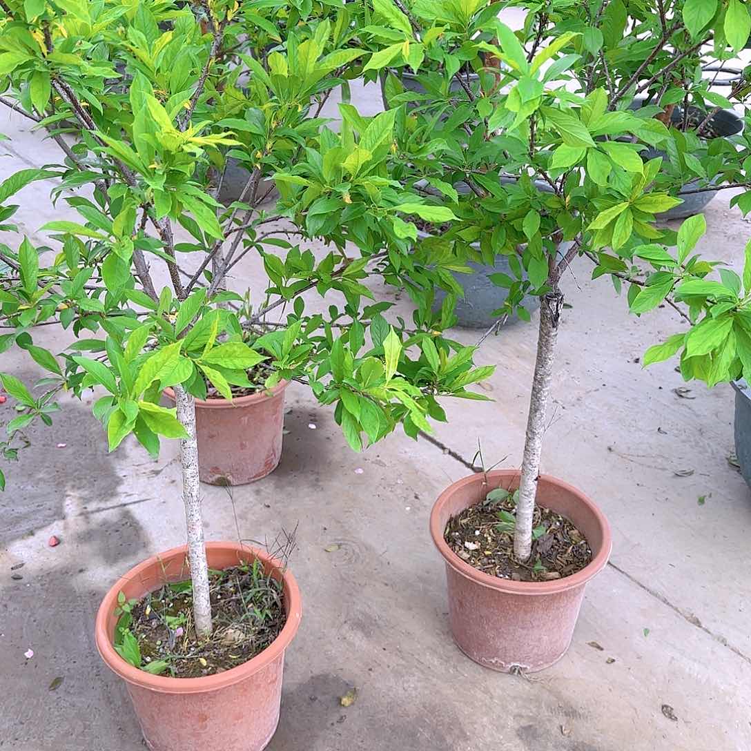 风**丽果树111111111111