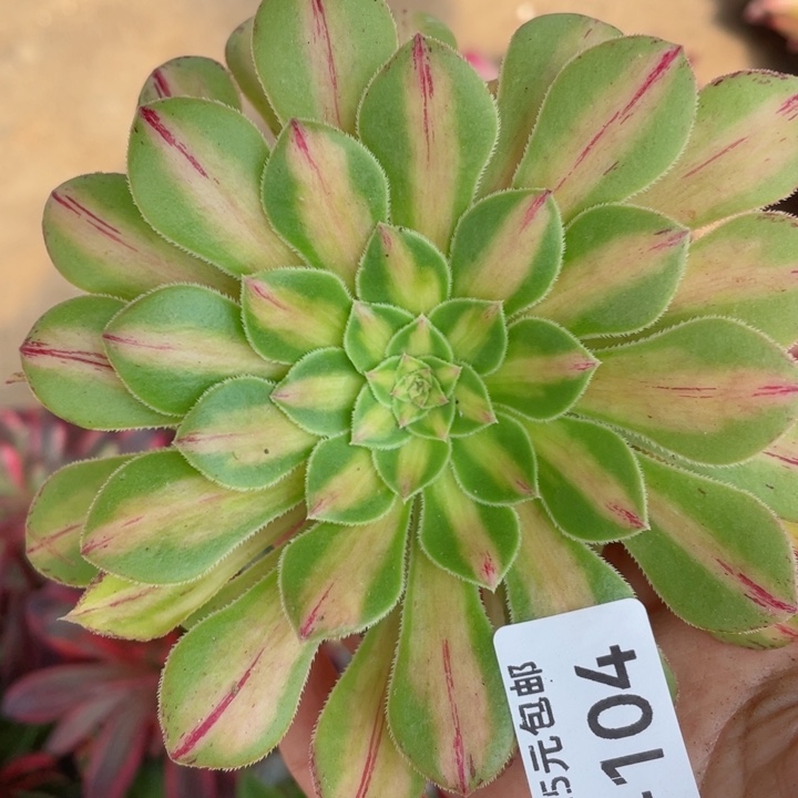 104知否2代多肉12345678